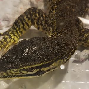 Varanus panoptes