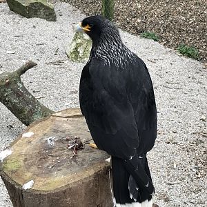 Striated caracara 190219