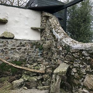 Red-billed chough aviary 190219