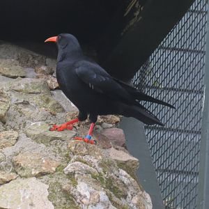 Red-billed chough 190219