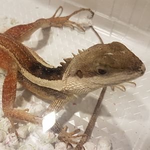 Lophognatus temporalis