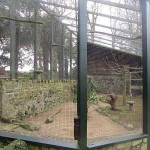 Walled Garden - Western swamphen aviary 190219