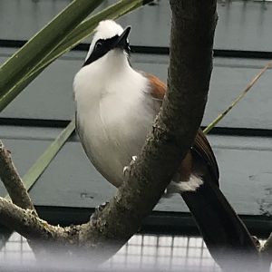Walled Garden - White-crested laughingthrush 190219