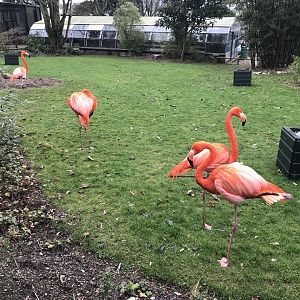 Walled Garden - Caribbean flamingos 190219