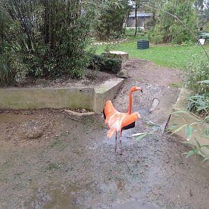 Walled Garden - Caribbean flamingo 190219