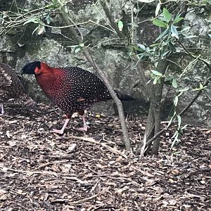 Walled Garden - Satyr tragopan 190219