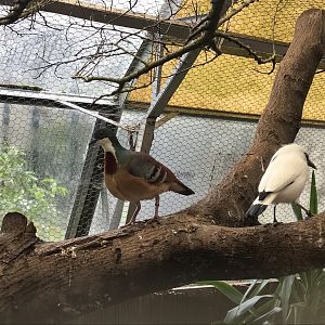 Walled Garden Tropical House inhabitants 190219