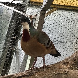 Walled Garden Tropical House - Mindanao bleeding-heart 190219