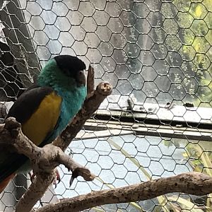 Walled Garden Tropical House - Hooded parrot 190219
