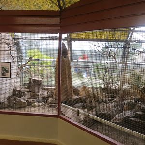 Walled Garden Tropical House aviary 190219