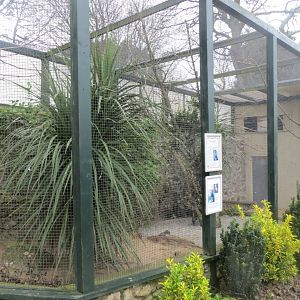 Walled Garden - Palm cockatoo aviary 190219