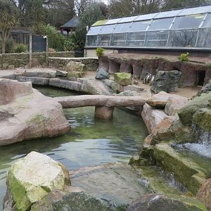 Walled Garden - Humboldt penguin and Common eider enclosure 190219