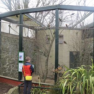 Future ZooChatter counting Rainbow lorikeets 190219