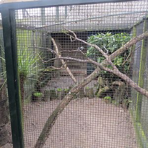Walled Garden - Von der Decken's hornbill aviary 190219