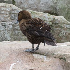 Walled Garden - Common eider 190219