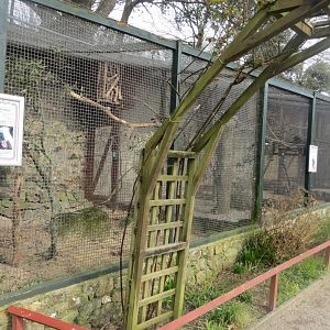 Walled Garden - parrot aviaries 190219