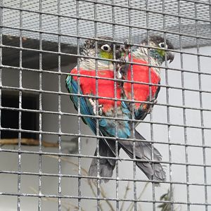Walled Garden - Crimson-bellied conures 190219