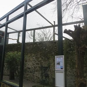 Bald eagle aviary 190219