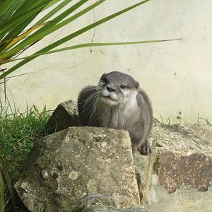 Asian small-clawed otter 190219