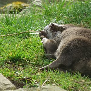 Asian small-clawed otter 190219