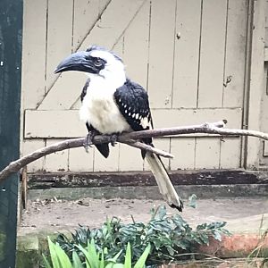 Walled Garden - Von der Decken's Hornbill 190219