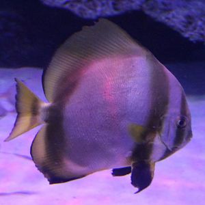 Batfish