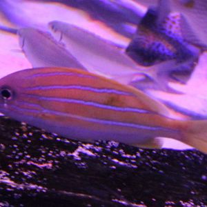 Bluestripe snapper - Lutjanus kasmira