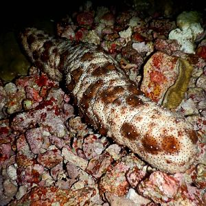 Blackspotted Sea Cucumber