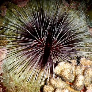 Urchin