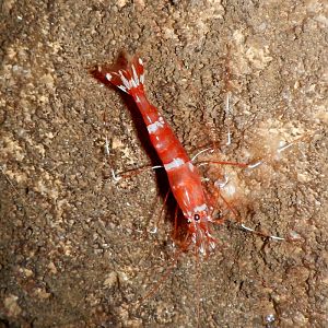 Cave Shrimp