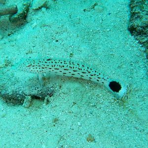 Speckled Grubfish