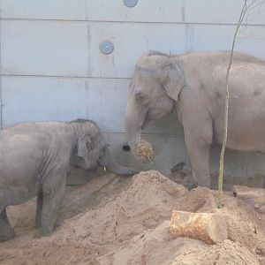 Elephants Noorjahan & calf Esha