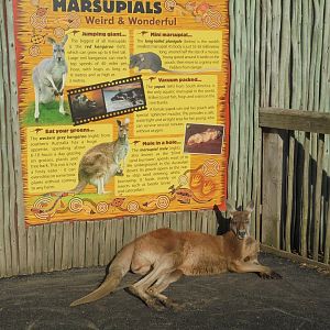 Kangaroo walkthrough..