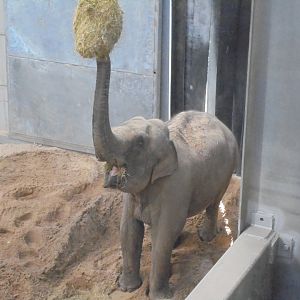 Minbu from Twycross.