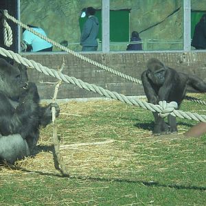 gorillas enjoying the sunshine.