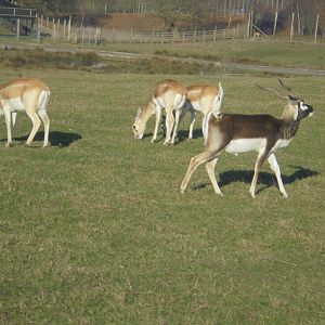 Blackbuck