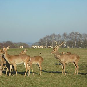 Brow- antlered Deer.
