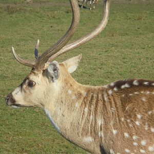 Chital/Axis Deer stag.