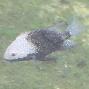 Herichthys carpintis