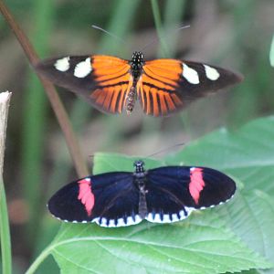 Strange Butterfly-behaviour