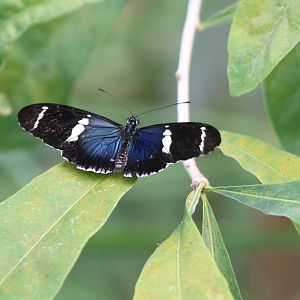 Heliconius sara