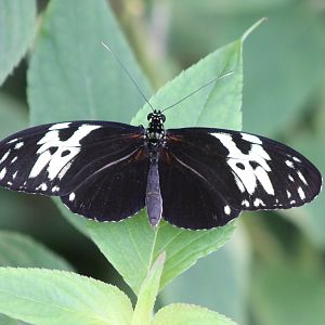 Heliconius hecale