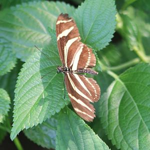 Heliconius charitorius