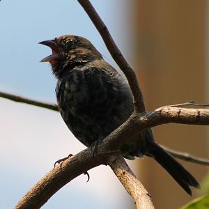 Blue and black grassquit