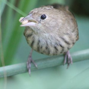 Blue and black grassquit
