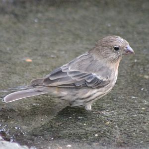 House finch