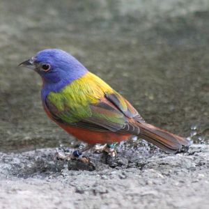 Painted bunting