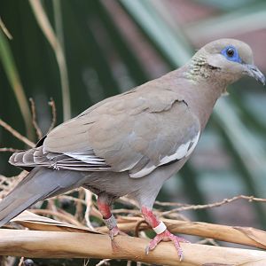 White-winged dove