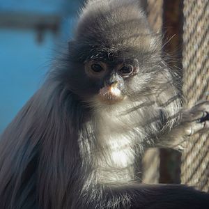 Indochinese gray langur