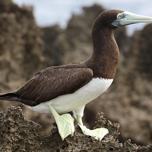 Brown Booby